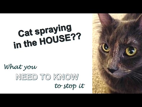Stop cat spraying FOREVER