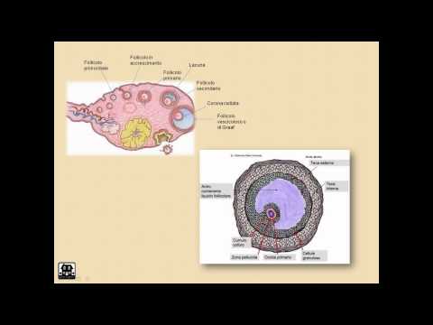 Il mal di schiena con leccesso di cibo Ginocchio quadro clinico artrosi articolare