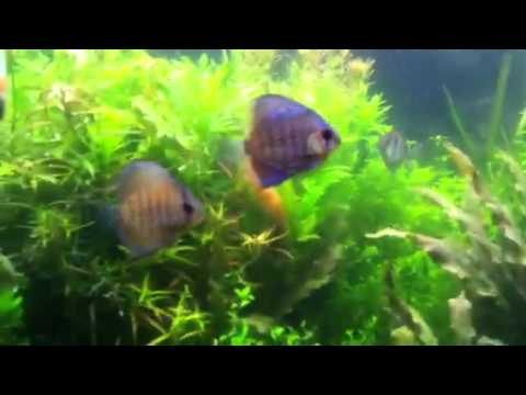 125 l planted aquarium/ discus