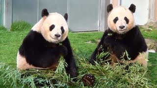 preview picture of video 'Twins Panda　 パンダ 双子 愛浜 明浜　アドベンチャーワールド'