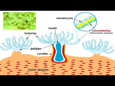 Phylum Cnidaria Part 6: Coral Reefs