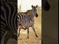 The Leopard Trying To Attack The Zebra In Forest Leopard Zebra Viralvideo Animals Shorts