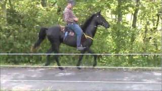 Rusty&#39;s Saturday Night Road Runner singlefoot colt