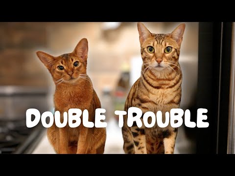 Are 2 cats REALLY better than 1? How our Bengal has changed since getting our Abyssinian