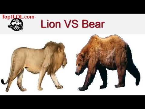 lion attack bear but bear won must see HD