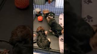 YorkiePoo Puppies Videos