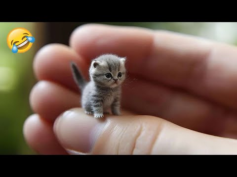 Funniest Animals 🤣😅 New Funny Cats and Dogs Videos 😸🐶 Part 1