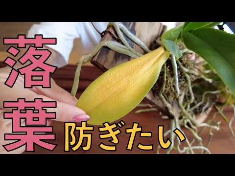 バスルームに蘭を置くことができますか: 湿度レベルと光の流れに関するアドバイス  庭園