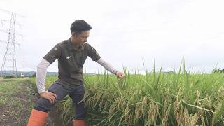 コメ概算金大幅下落で生産者悲痛 設備投資も危うい農業の危機　消費者のコメ離れも加速か