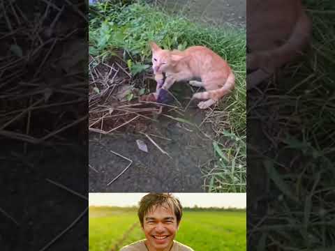 Curious Cat Plays with a Crab… and Gets Pinched on the Mouth! 😂 | Funny Animal Moments