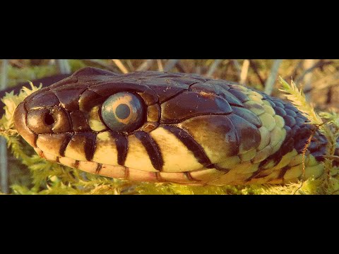 Grass snake on the move