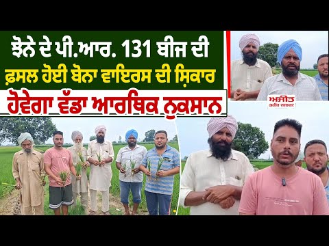 ਝੋਨੇ ਦੇ ਪੀ.ਆਰ. 131 ਬੀਜ ਦੀ ਫ਼ਸਲ ਹੋਈ ਬੋਨਾ ਵਾਇਰਸ ਦੀ ਸ਼ਿਕਾਰ  , ਹੋਵੇਗਾ ਵੱਡਾ ਆਰਥਿਕ ਨੁਕਸਾਨ