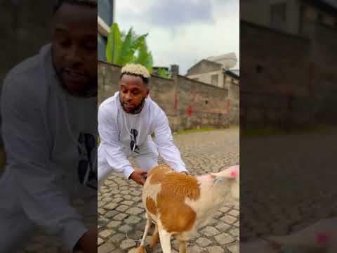 ለምቀኛው ጎረቤቴ// #akucha #comedy #አኩቻ #habesha #funny #duet #music