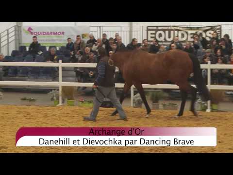 Lot 37 Archange d'Or - Salon des Etalons du Lion 2015