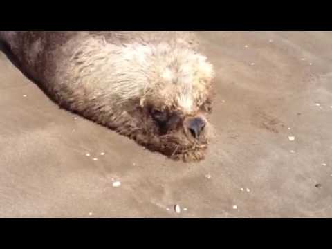 Lobo Marino - 12 dic 16 - 1 CDE