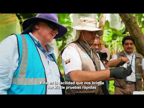 BALAO | CONTROL DE MOKO BACTERIANO