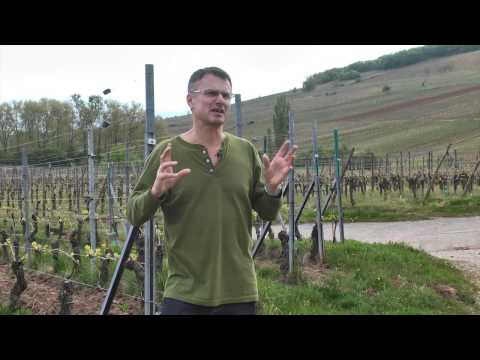 JAMESSUCKLING.COM - Alsace - Hugel - Pinot Noir in Alsace