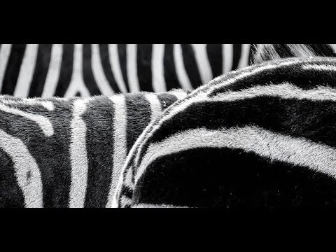zebra print wallpaper