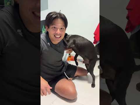 狗狗長大了，身為主人的我要教他體面的重要性👀#黑狗 #台灣土狗 #直播精華 #訂閱