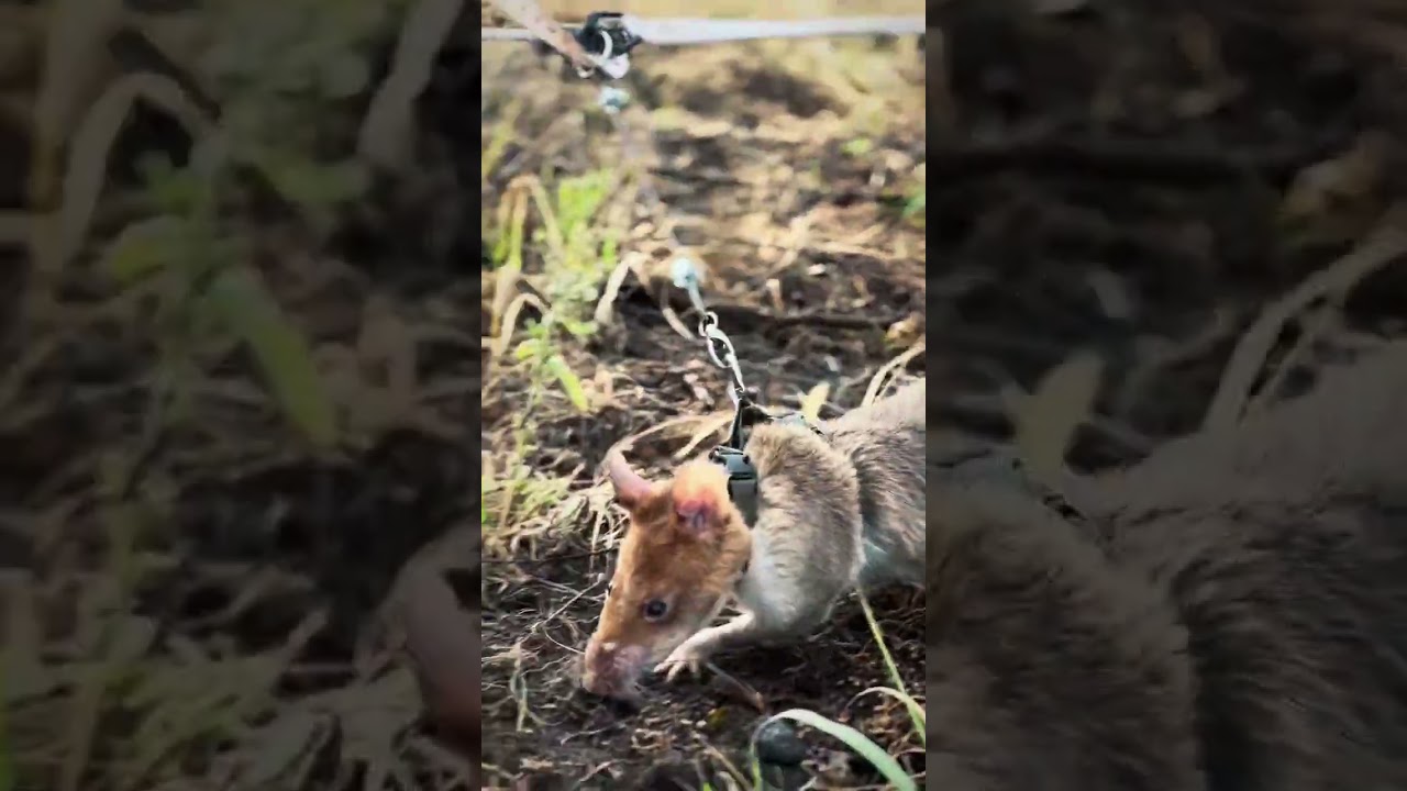 Watch a HeroRAT in Action