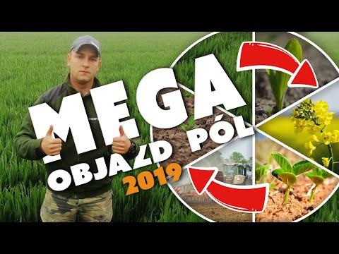 MEGA OBJAZD PÓL 2019: pszenica, kukurydza, buraki, rzepak, soja, lucerna ☆ TAK TO ROBIĘ vlog #06