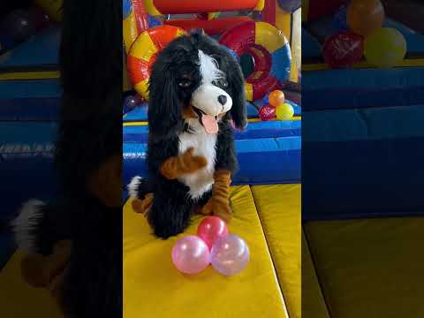 Bello, Bello, dein Knochen ist weg #shorts #kinderlieder #simonesommerland