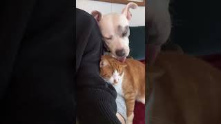 Video preview image #1 American Pit Bull Terrier Puppy For Sale in Cape May, NJ, USA