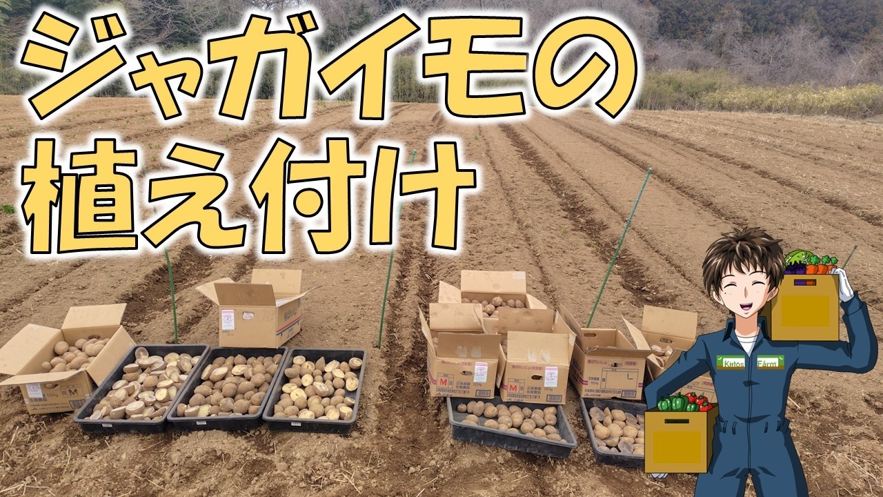 【ジャガイモの植え付け】欲しかった分の種イモが買えなかったので品種増やしました。