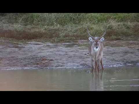 Djuma: Waterbuck bull - 06:57 - 06/11/20