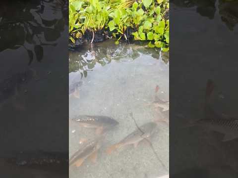 🤯 CRAZY Fish Bite! 🎣 You WON'T Believe What Happened! 🐟 #fishing #bait