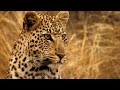 Young Leopard Steals Kill From Mother | Africa | BBC Earth