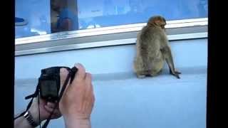 GIBRALTAR & THE MONKIES 2014 mp4