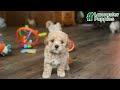 Bichpoo dogs for sale: Tippy  - Video 1