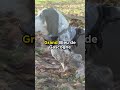 A Dog from France that Nearly Went Extinct: Basset Bleu de Gascogne  #dogs