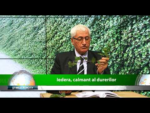 Iedera calmant al durerilor 06 02 2020