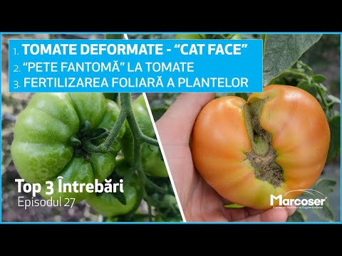 , title : 'Tomate Deformate - "Cat Face" | "Pete Fantomă" la Tomate | Fertilizarea Foliară - Top 3 - Ep.27'