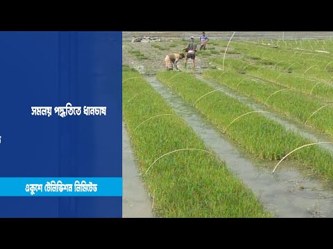 সমলয় পদ্ধতিতে ধানচাষ