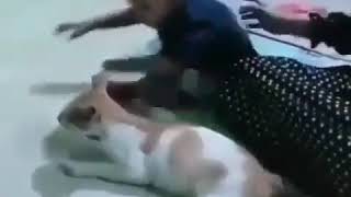 Download lagu Anak ini di cakar kucing sampe nangis mp3