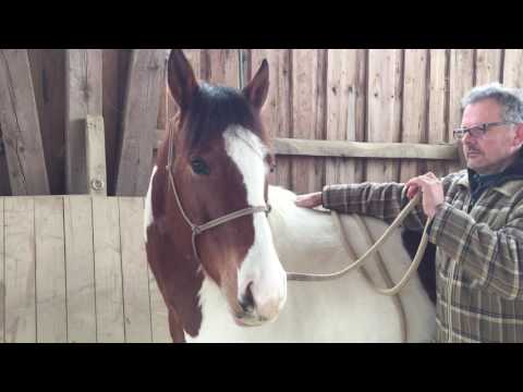 HORSEMAN Tipp live - Der Trick mit der Zügelhilfe beim Impulsreiten
