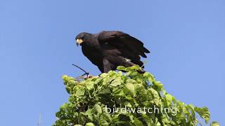 preview picture of video 'Our Big Trip - "Chuchini" Amazon Wildlife Eco Reserve & Lodge'