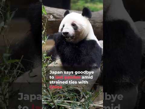 Japan says goodbye to last pandas amid strained ties with China | AJ #shorts