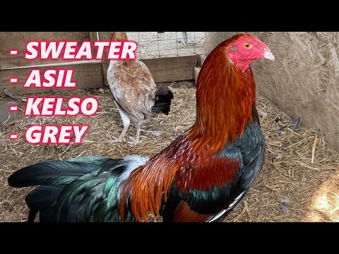Xavier Rodriguez Sweater Asil Kelso Grey Chilango's Farm - Beautiful Birds