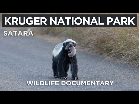 Kruger National Park - SATARA