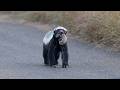 Kruger National Park SATARA