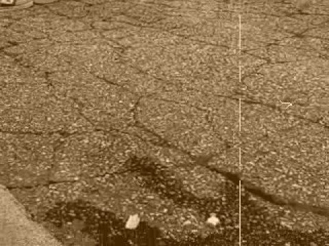 Comb Club visits Jamal, the story of an amazing cat.