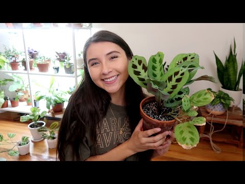 Maranta Full Plant Care Guide + Propagation