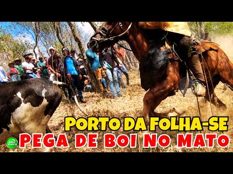 Pega de Boi no Mato na Vaquejada de Porto da Folha-SE