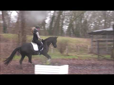 DREAMCATCHER 4j. v. DeLorean - His Highness VB 25.000,- Euro