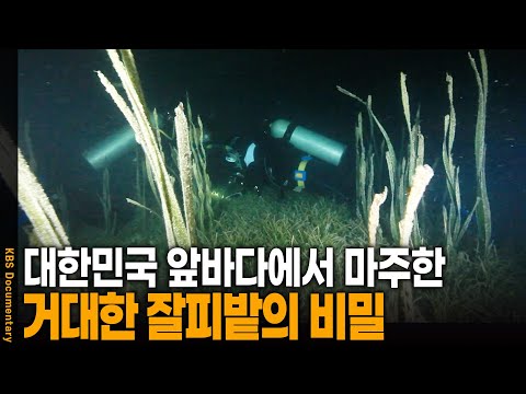 「피밭」의 한국수어 표현