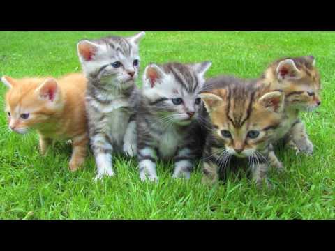 ⁣Stress free - Kittens